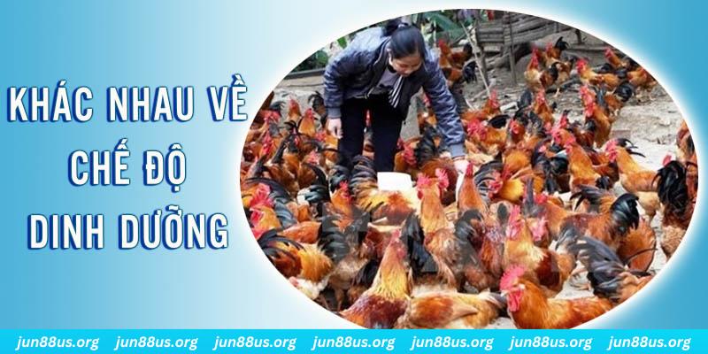 oxbet xổ số thứ sáu hàng tuần